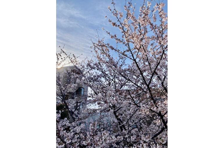 2022.4.1桜トリミング後
